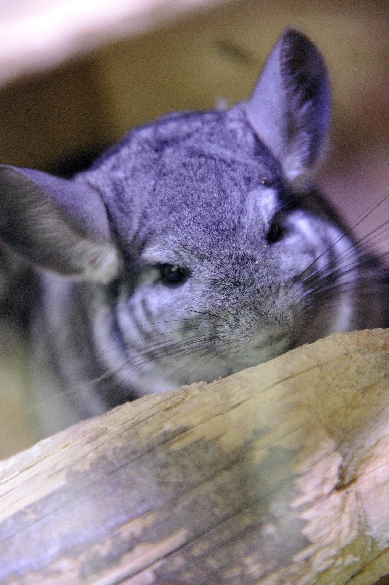 Chinchilla