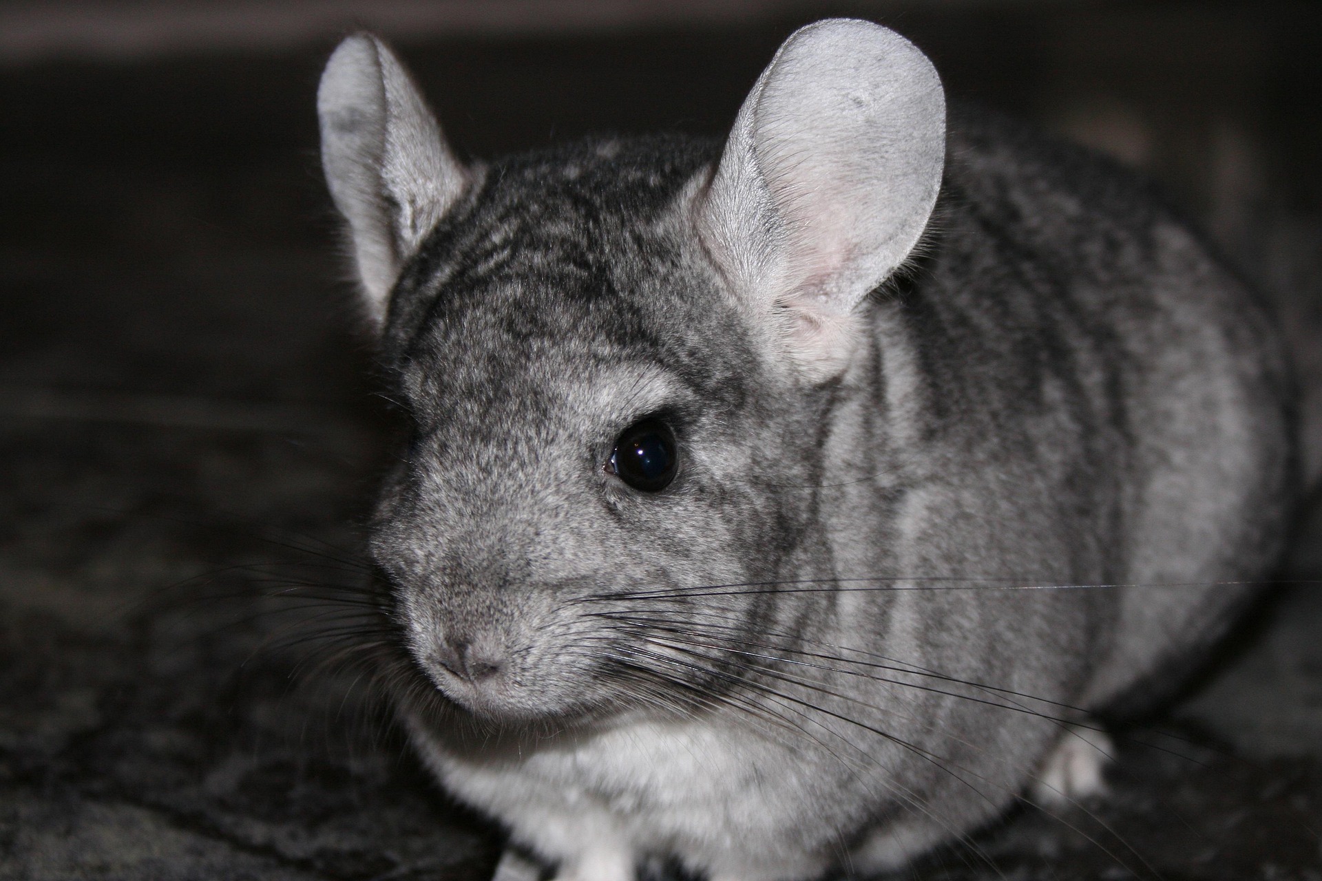 Pepper
